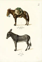 Donkey, 1824